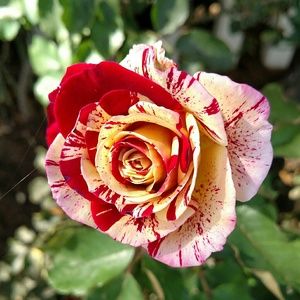 Meet your Posher, Terry